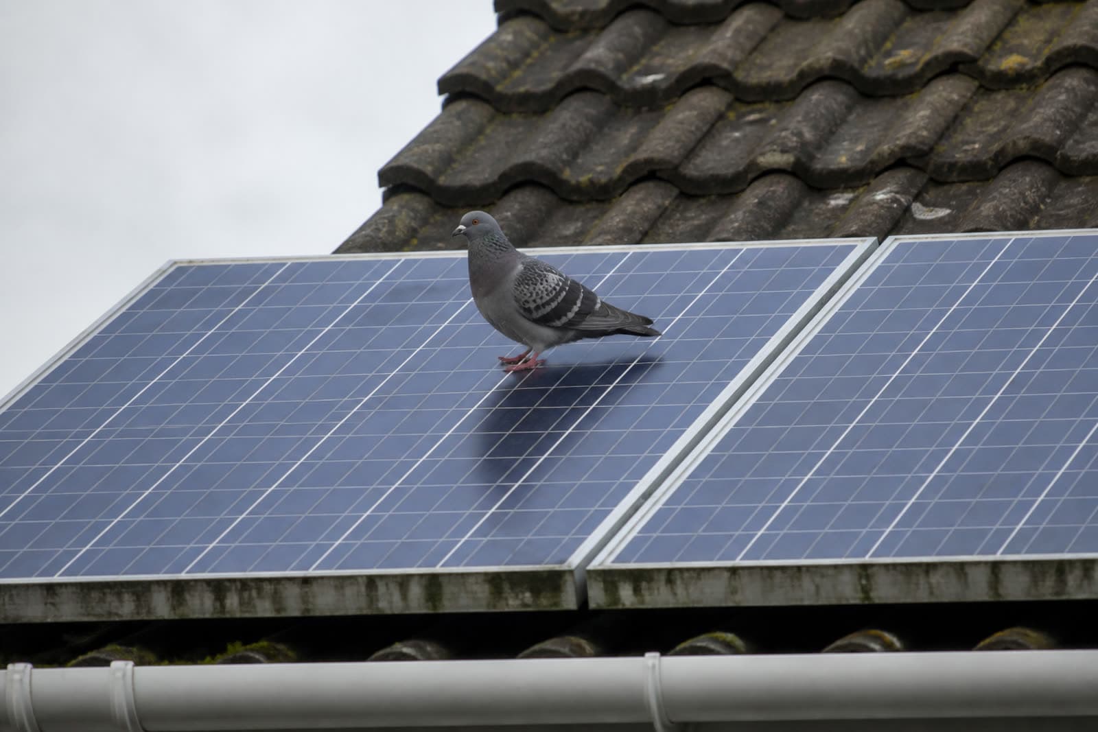 Pigeon standing on a rooftop solar panel array